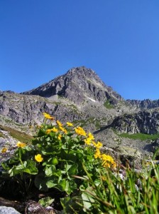Obrázok